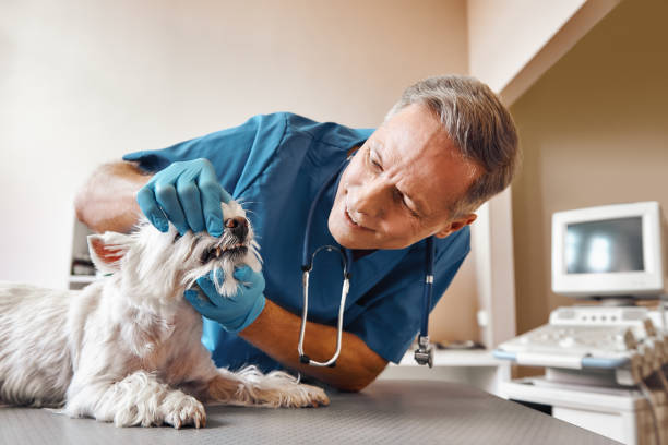 Best Same-Day Emergency Dental Services in North Plymouth, MA